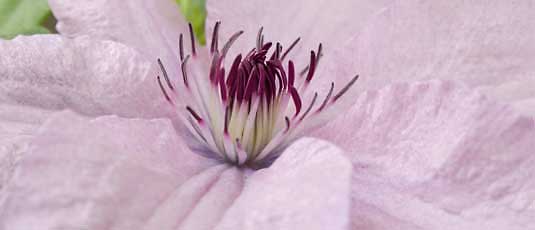 9cm Pre-Pack Clematis/Climbers